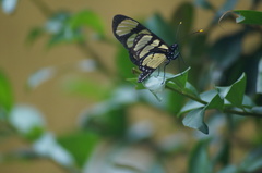 Methona themisto