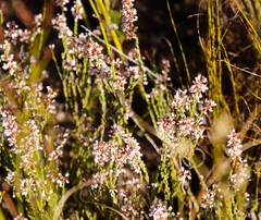 Erica articularis