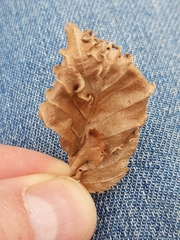 Aculops macrotrichus