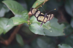 Methona themisto
