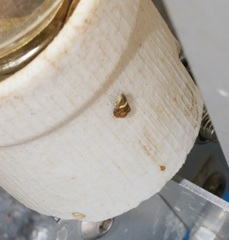 Hilarographa shehkonga