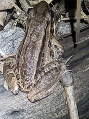 Leptodactylus insularum