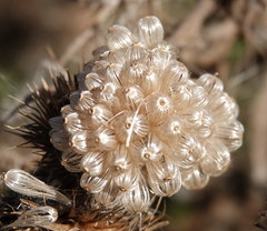 Centaurea macrocephala