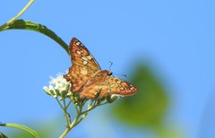 Myscelus amystis