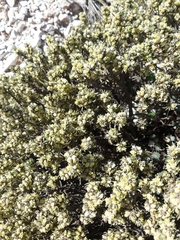 Thymelaea tartonraira