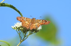Myscelus amystis
