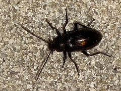 Tarpela micans