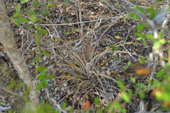 Tillandsia dasyliriifolia