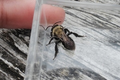 Andrena carlini