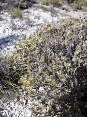 Thymelaea tartonraira