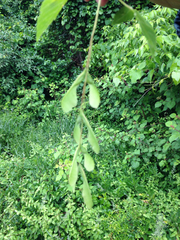 Acer negundo negundo