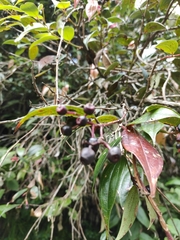 Miconia crocea