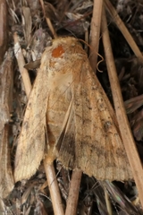 Helicoverpa armigera conferta