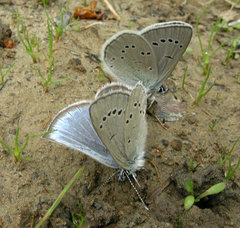 Glaucopsyche lygdamus columbia