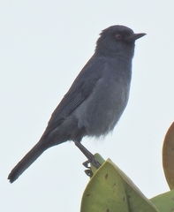 Diglossa caerulescens