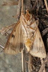 Helicoverpa armigera conferta