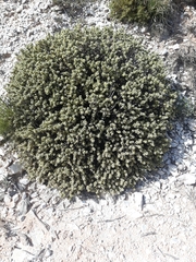 Thymelaea tartonraira