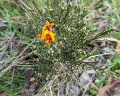 Pultenaea reflexifolia