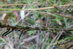 Pultenaea reflexifolia