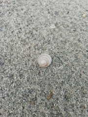 Gastropoda