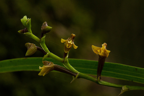 Polystachya pamelae image