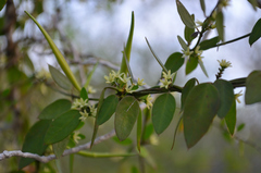Metastelma schlechtendalii