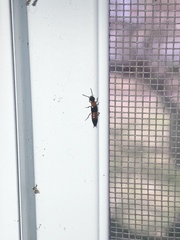 Laetulonthus laetulus