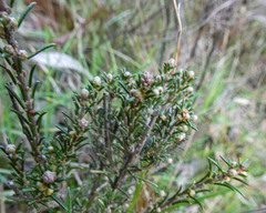 Pultenaea reflexifolia