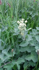 Heracleum sphondylium sphondylium