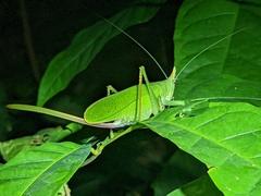Copiphora cultricornis