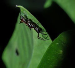 Micrathena swainsoni