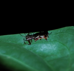 Micrathena swainsoni
