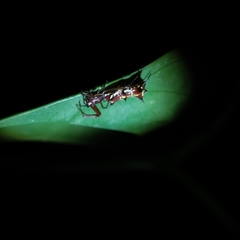 Micrathena swainsoni
