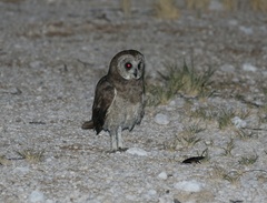Asio capensis