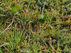 Luzula campestris campestris