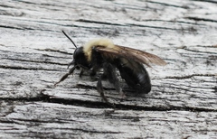 Andrena carlini