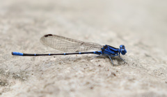 Argia gaumeri