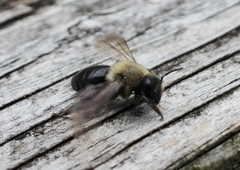 Andrena carlini