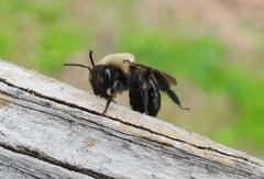 Andrena carlini