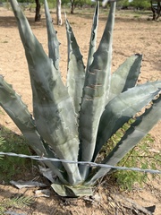 Agave mapisaga