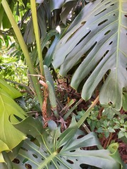 Monstera deliciosa