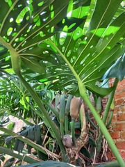 Monstera deliciosa