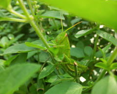 Schistocerca flavofasciata