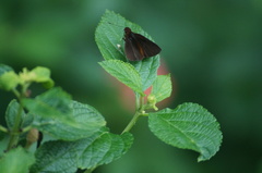 Miltomiges cinnamomea