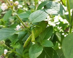 Schistocerca flavofasciata