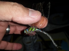 Rhionaeschna cornigera