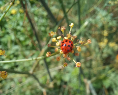 Harmonia axyridis