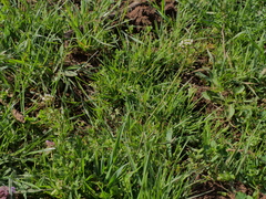 Capsella × gracilis