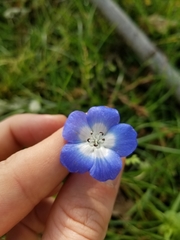 Nemophila menziesii