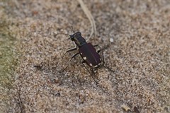 Cicindela scutellaris lecontei